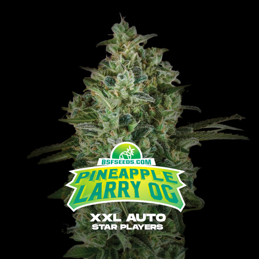 pineapple-larry-og-xxl-auto-banco-de-semillas-bsf-seeds-bigger